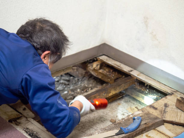 Best Office Mold Removal Services  in Sykesville, MD
