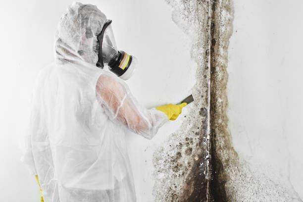 Best Mold Remediation  in Sykesville, MD