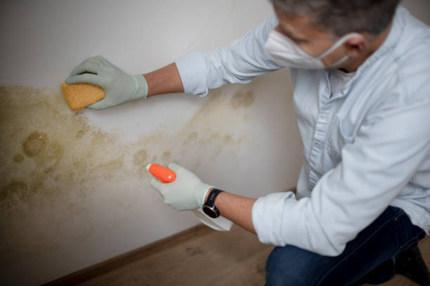 Best Home Mold Removal  in Sykesville, MD