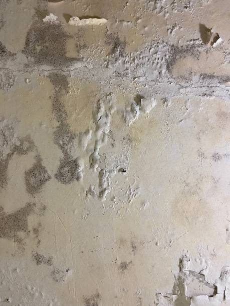 Best Residential Mold Removal  in Sykesville, MD