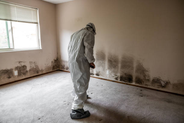 Certified Mold Removal in Sykesville, MD