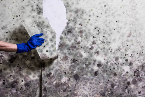 Best Mold Testing  in Sykesville, MD